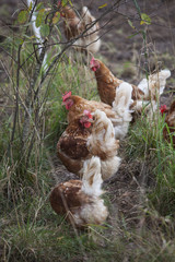 many brown chicken outside farm in grass and small tree