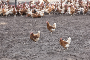 many brown chicken outside farm in the dirt