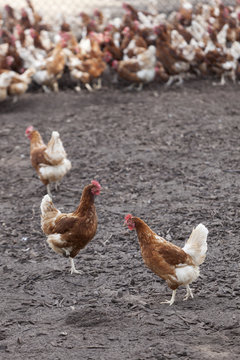 many brown chicken outside farm in the dirt