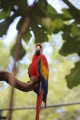 parrot ara with long beak perch on tree