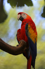 big parrot with red feathers in the chest