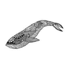 Naklejka premium Whale, Vector zentangle print, adult coloring page. Hand drawn artistically , ornamental patterned illustration. Sea Animal collection. Sketch, tattoo, posters, t-shirt design.