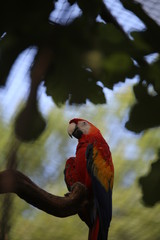 colorful parrot ara with long beak perch on tree