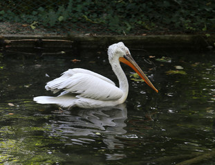 pelican with long beak while swimming on the pond