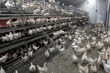 chicken inside organic egg farm