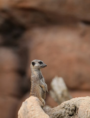 Fototapeta premium little meerkat standing in the stone