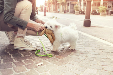 funny puppy plays with his owner in urban place © Cristina Conti