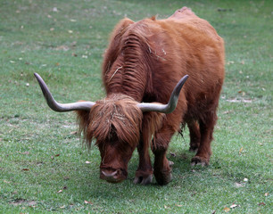 yak with  long horns while grazing the lawn