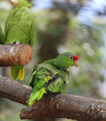 rare Parrot Scaly-breasted lorikeet with feathers all colored gr