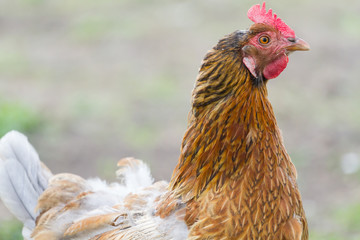 Portrait of red chicken