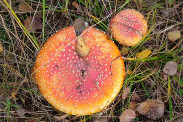 The image of an amanita muscaria