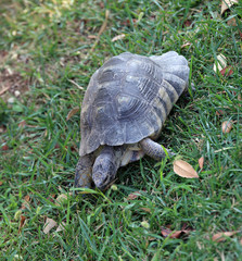 large turtle walking on the grass