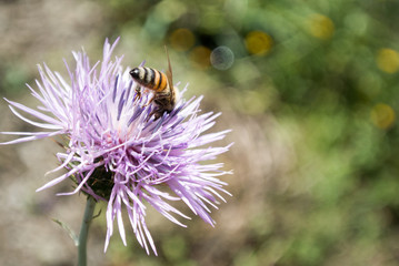 Ape su fiore di cardo