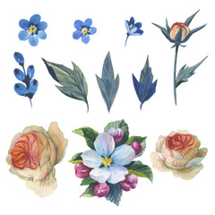 Wildflower rose flower set in a watercolor style isolated. Full name of the plant: rose, hulthemia, hesperrhodos, rosa. Aquarelle wild flower for background, texture, wrapper pattern, frame or border.