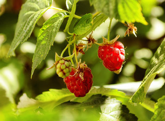 Ripe and unripe raspberry on a branch among green leaves close u