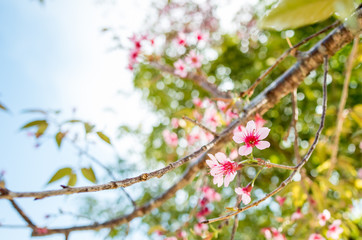 Thai Cherry Blossom