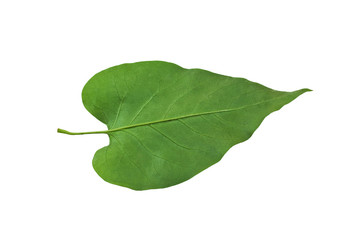 Fototapeta premium green leaf