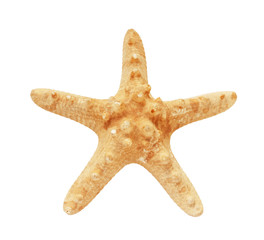 starfish