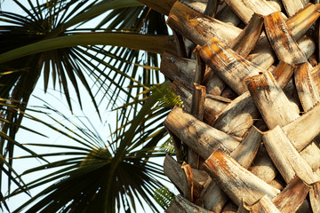 Palm tree trunk and leaves in the sunlight against the blue sky close-up background