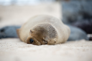 ガラパゴスアザラシ