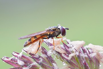 Hoverfly, also called flower fly (Syrphidae)