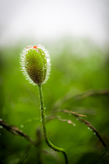 Morning on a Poppy Bud