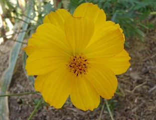 Cosmos jaune