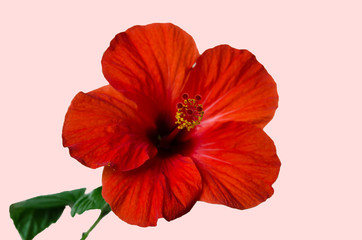 paints the beautiful flower