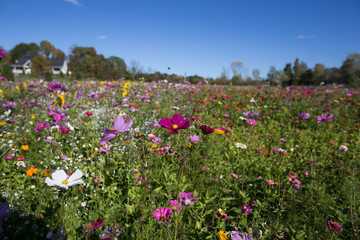 A filed of wild flowers