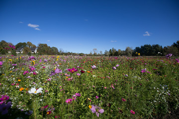 A filed of wild flowers