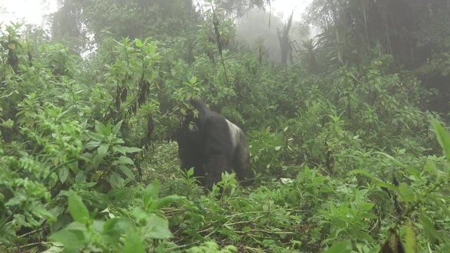 Silverback mountain gorilla approaches to tourists