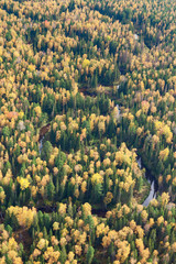 Top view perspective of autumn forest and river