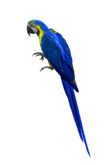 macaw isolated on white background
