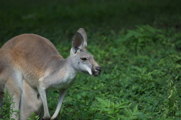 Kangaroo with a baby in it's pouch. 