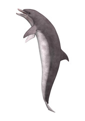 Obraz premium 3D Rendering Dolphin on White