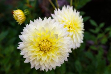 White dahlias