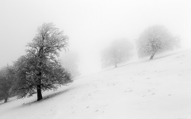 Fototapeta na wymiar Winter scene of trees in fog
