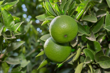 Lime tree with ripe fruits