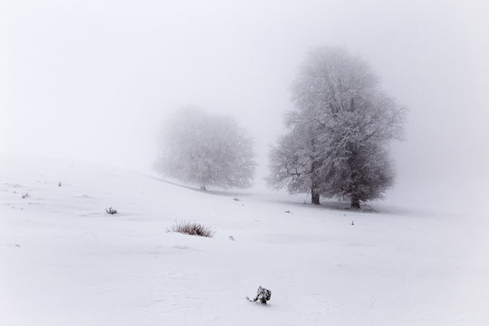 Winter scene of trees in fog