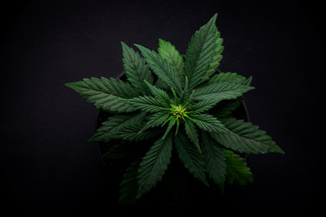 arijuana leaves on a black background  top view