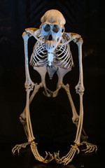 Szkielet orangutana (pongo) na czarnym tle - obrazy, fototapety, plakaty