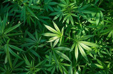 marijuana leaf background wallpaper