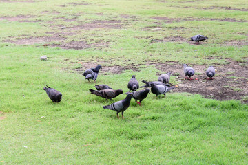 pigeon walking on green grass