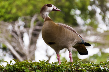Colorful Wild Egyptian Goose Perched on Green Garden Hedge