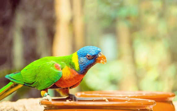 Green parrot near the feeders, eating fruit. Rainbow lorikeet