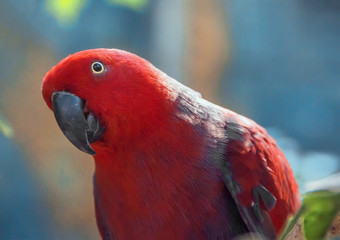 Red Parrot close up shot.  Beautiful parrot on a blue background