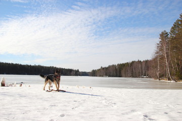 Fototapeta na wymiar Alsatian dog on the frozen lake