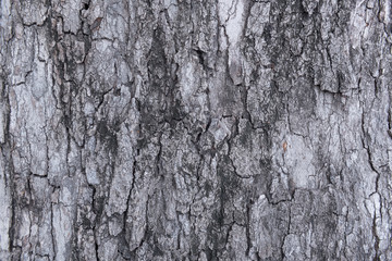 Tree bark texture