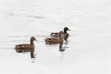 Wild mallard ducks