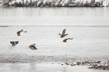 Wild mallard ducks